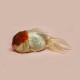 Renhui Zhao, „A Guide to the Flora and Fauna of the World”, goldfish queen (źródlo: materiały prasowe organizatora)
