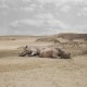 Renhui Zhao, „A Guide to the Flora and Fauna of the World”, rhinoceros with no horns (źródlo: materiały prasowe organizatora)