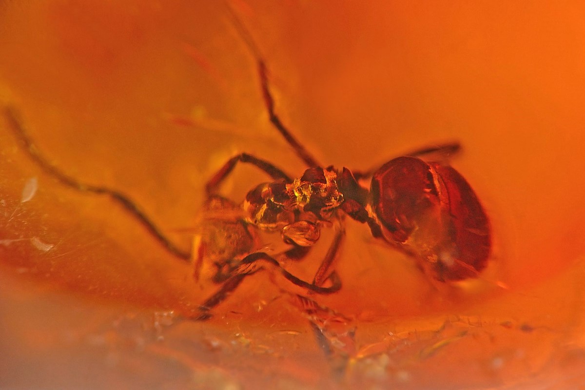 Fot. Aleksander Chmiel, „Hymenoptera” (źródło: materiały prasowe organizatora)