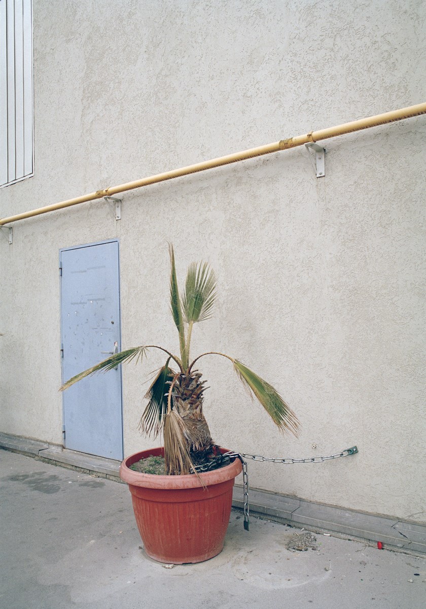 Philémon Vanorlé, „Palme Tree”, 2011 (źródło: materiały prasowe organizatora)