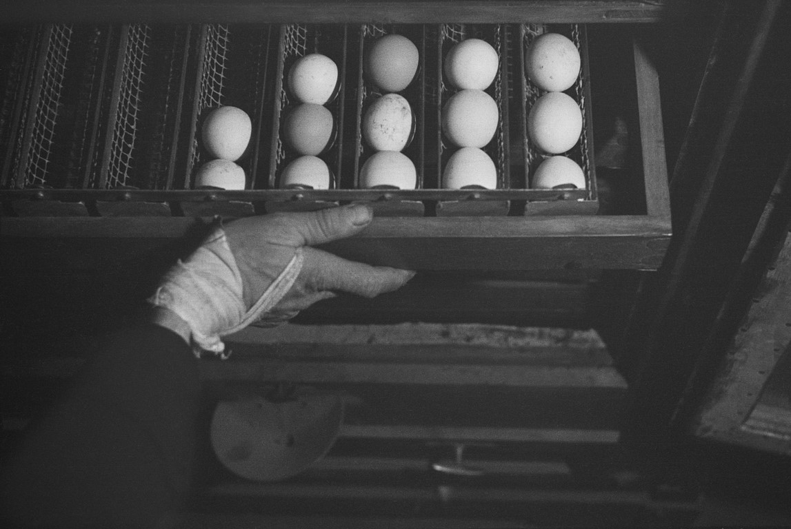 Roman Vishniac „Szuflada świeżo zebranych jajek” Niemcy, ok.1938 © Mara Vishniac Kohn (źródło: International Center of Photography)