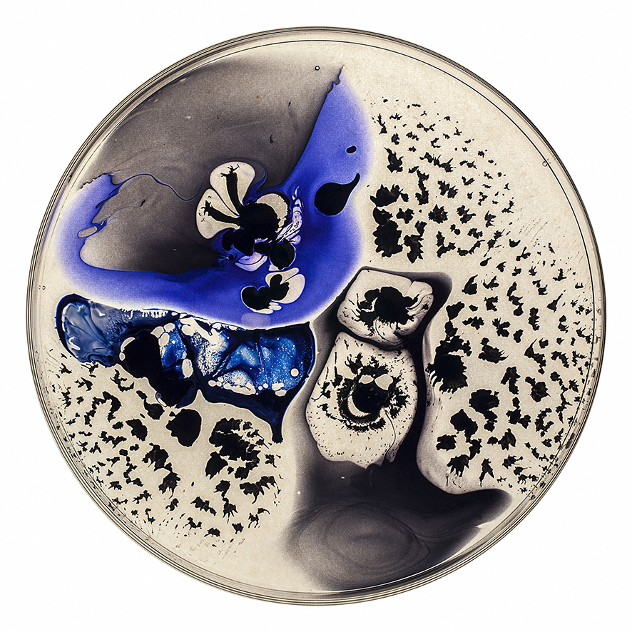 J.D. Doria, „The petri dish project”, („Efekt motyla”), druk cyfrowy na artystycznym papierze, 90 x 90, 2014 (źródło: materiały prasowe organizatora)