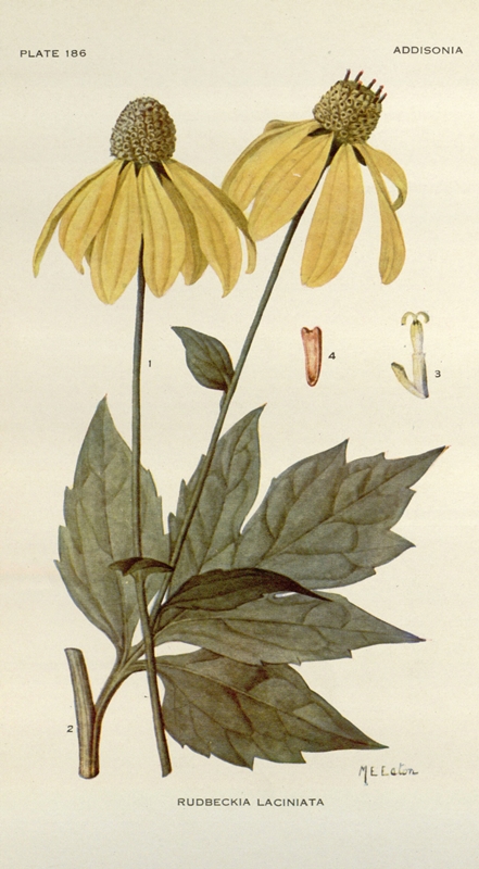 Mary Emily Eaton, „Rudbeckia laciniata”, rycina, 1920 (źródło: materiały prasowe)