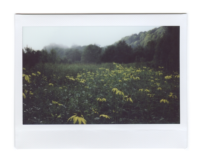 Karolina Grzywnowicz, „Rudbekia”, instax, 2014 (źródło: materiały prasowe)