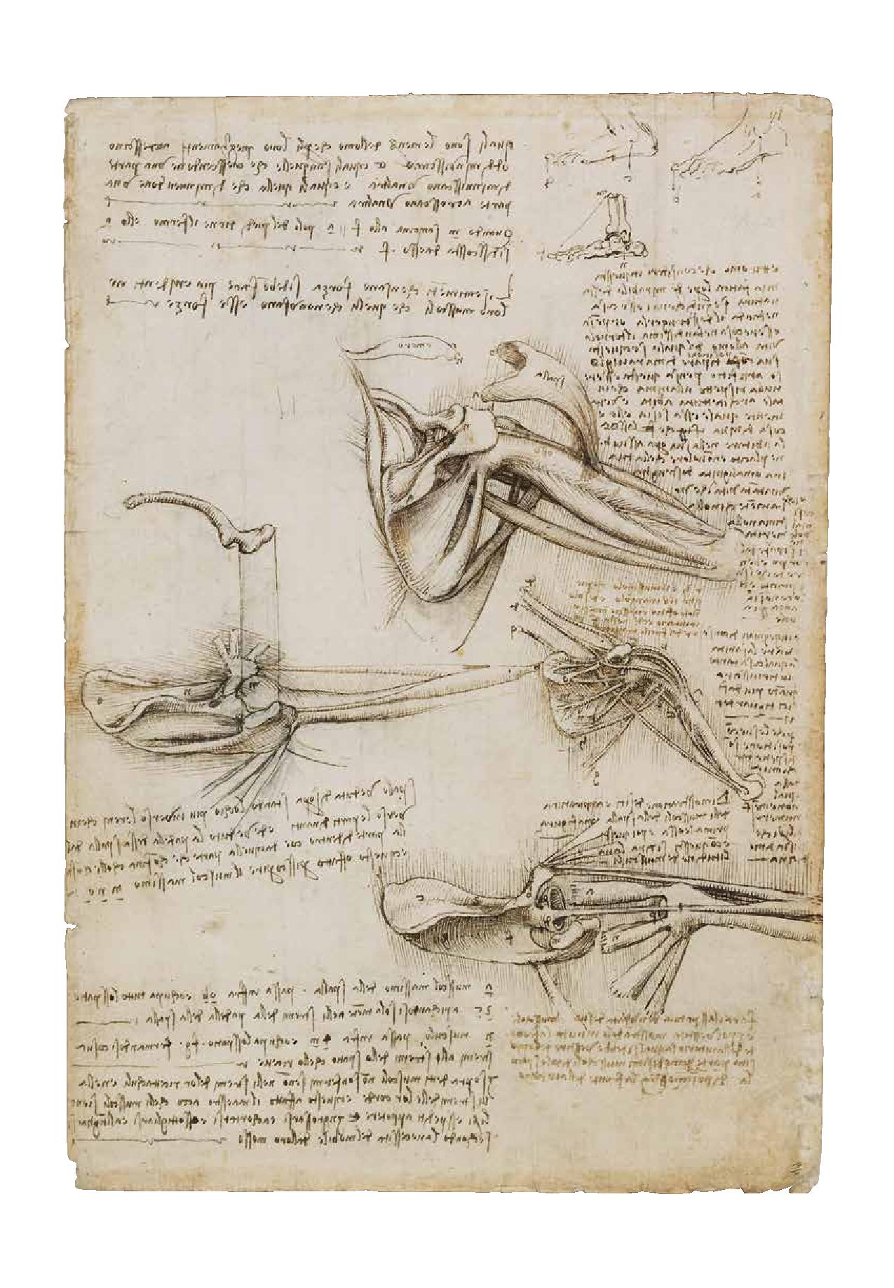 Leonardo da Vinci, „Mechanika człowieka” – karta anatomiczna, oryginał (źródło: materiały prasowe)