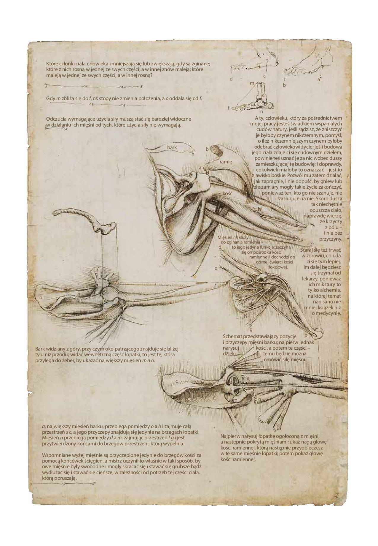 Leonardo da Vinci, „Mechanika człowieka” – karta anatomiczna, tłumaczenie (źródło: materiały prasowe)