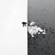 Marcin Ryczek, „A Man Feeding Swans in the Snow”, (źródło materiały prasowe organizatora)