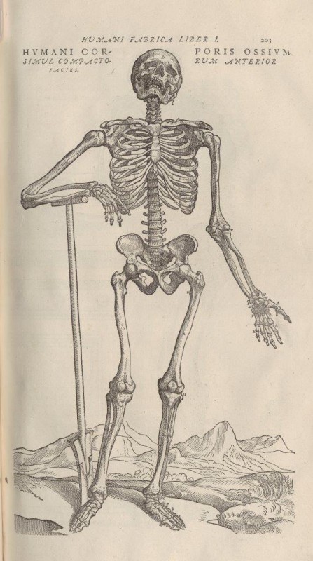 Przedstawienie szkieletu ludzkiego z atlasu anatomicznego andreasa vesaliusa, Polska Akademia Nauk Biblioteka Gdańska (źródło: materiały prasowe organizatora)