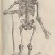 Przedstawienie szkieletu ludzkiego z atlasu anatomicznego andreasa vesaliusa, Polska Akademia Nauk Biblioteka Gdańska (źródło: materiały prasowe organizatora)