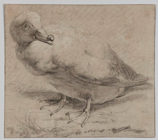 Artysta holenderski, „Kaczka”, ok. 1650 (źródło: materiały prasowe organizatora)
