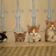 „Kedi – sekretne życie kotów”, reż. Ceyda Torun (źródło: materiały prasowe dystrybutora)