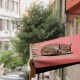 „Kedi – sekretne życie kotów”, reż. Ceyda Torun (źródło: materiały prasowe dystrybutora)