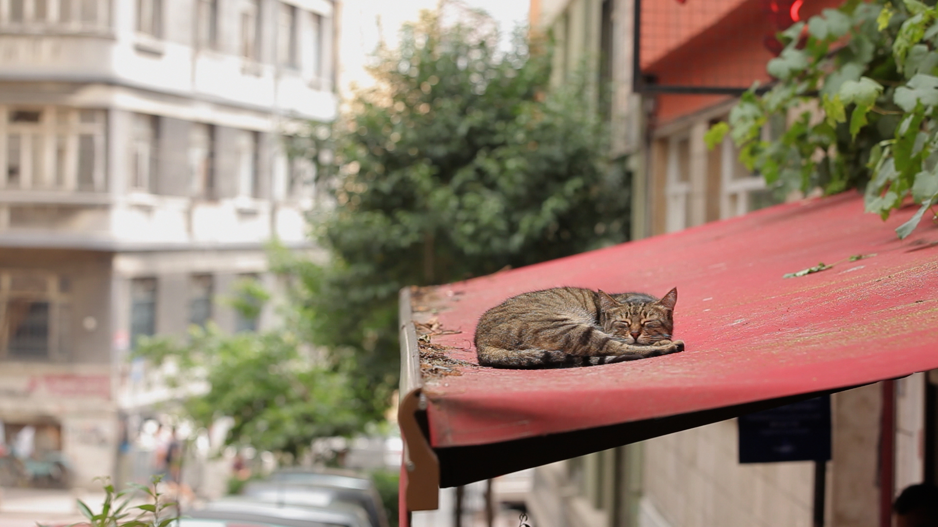 „Kedi – sekretne życie kotów”, reż. Ceyda Torun (źródło: materiały prasowe dystrybutora)