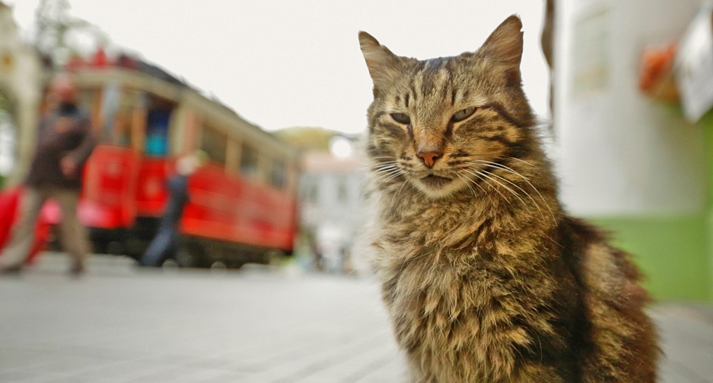 „Kedi – sekretne życie kotów”, reż. Ceyda Torun (źródło: materiały prasowe dystrybutora)