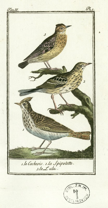 Ptaki na starych pocztówkach (źródło: materiały prasowe organizatora)