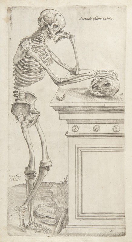 Tablica anatomiczna, Miedzioryt z „Anatomii” Andreasa Vesaliusa, wydanej w Amsterdamie w 1617 r., będącej skrótem jego wielkiego dzieła De Humani Corporis Fabrica, przypisywany uczniowi Tycjana Janowi van Calcar fot. Muzeum Narodowe w Krakowie (źródło: materiały prasowe organizatora)
