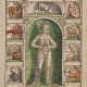 Dwanaście najważniejszych narządów ciała ludzkiego i rządzące nimi konstelacje zodiakalne Kolorowany drzeworyt z pierwszego podręcznika okulistyki G. Bartischa, wydanego w 1583 r. fot. Muzeum Narodowe w Krakowie (źródło: materiały prasowe organizatora)
