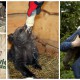 „Pogotowie dla niedźwiedzi”, Ośrodek Rehabilitacji Zwierząt Chronionych (źródło: materiały prasowe organizatorów)