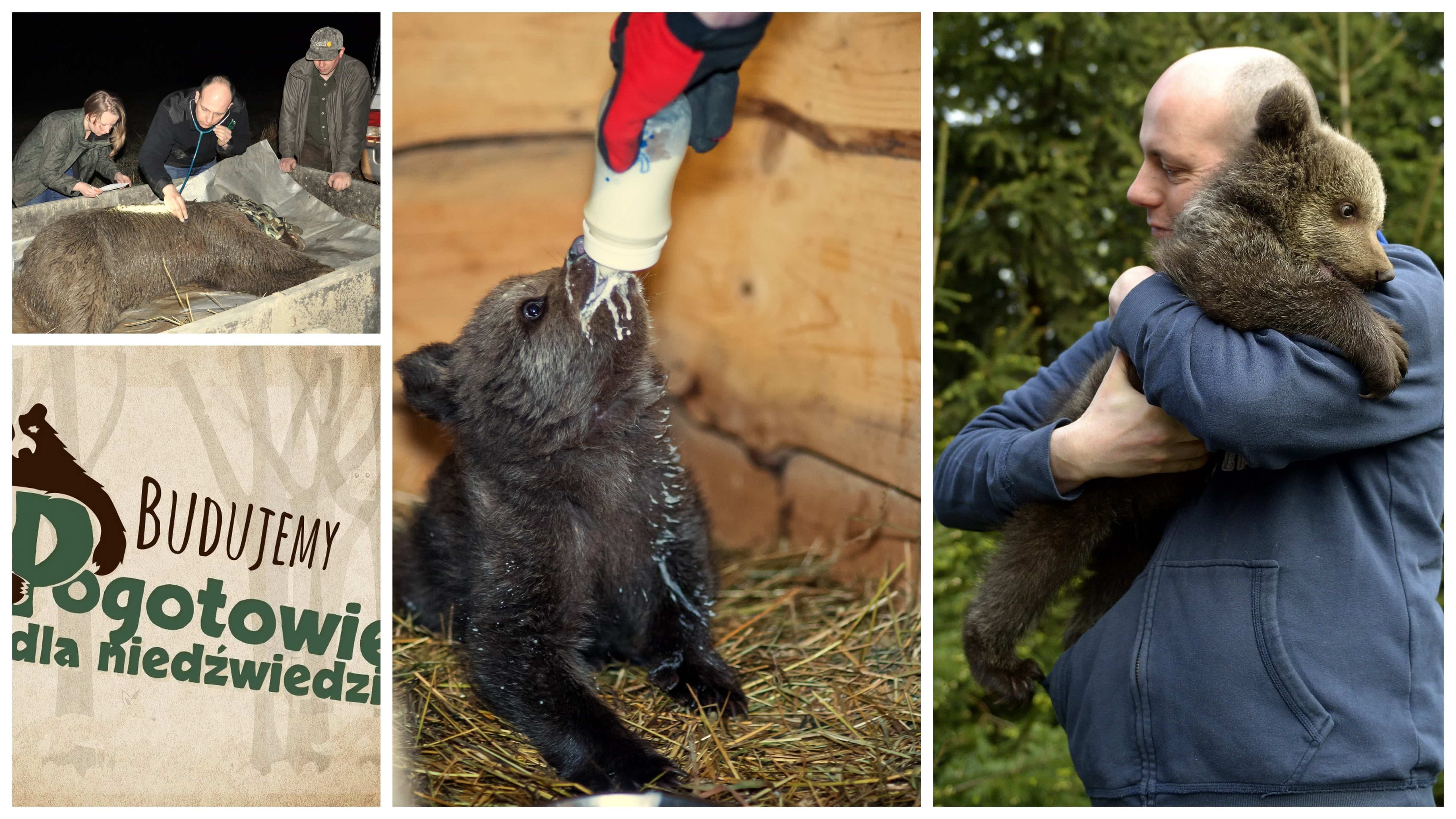 „Pogotowie dla niedźwiedzi”, Ośrodek Rehabilitacji Zwierząt Chronionych (źródło: materiały prasowe organizatorów)