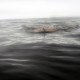 Tom Sherman, Igrając z gniem pod wodą, 2012, kadr z produkcji (źródło: materiały prasowe)