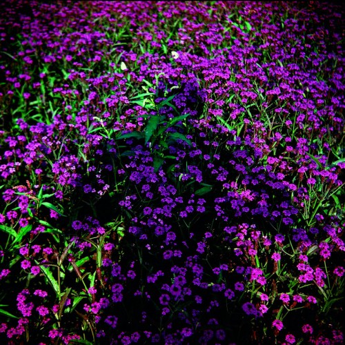 Andrzej Lachowicz, Się, 1972