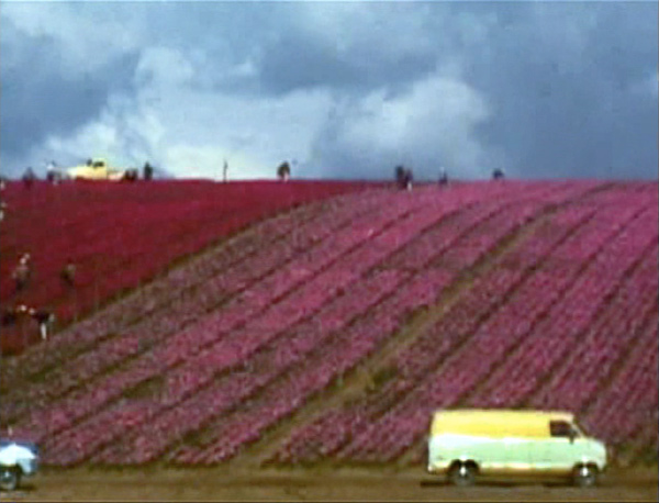Martha Rosler - Flower Fields (Color Field Painting), c. 1975