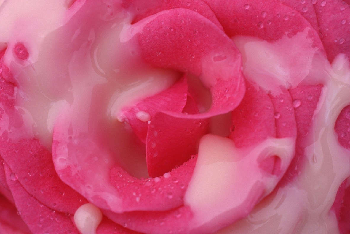 Розовый цветок похожий на вагину