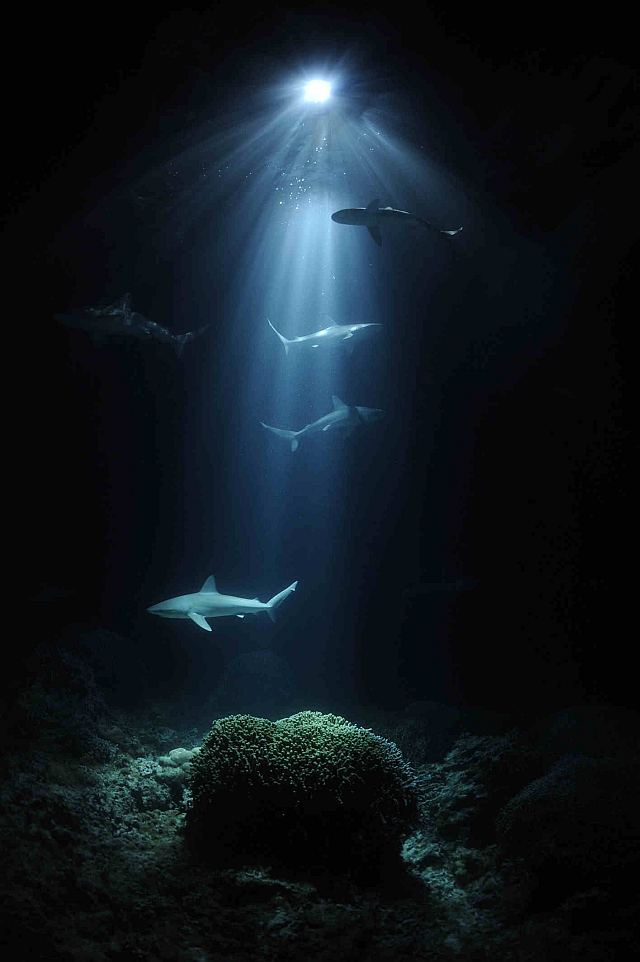 Copyrights: Thomas Peschak "Nocne rekiny", Niemcy (źródło: materiały prasowe organizatora)
