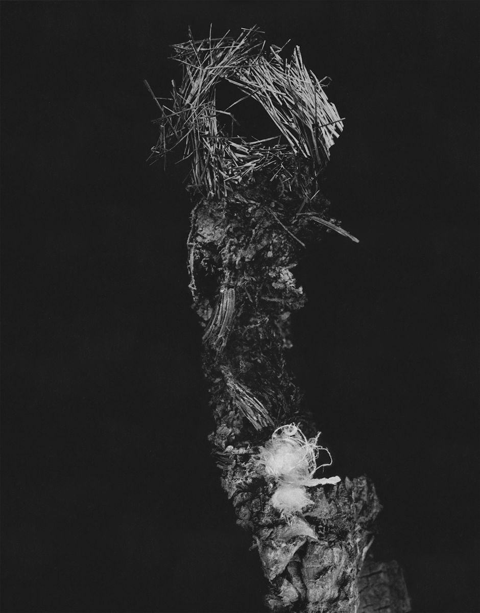 Agnieszka Polska, „Arton”, 2010, fotokolaż, 127 x 150 cm, dzięki uprzejmości artystki i Galerii Żak | Branicka (źródło: materiały prasowe organizatora)