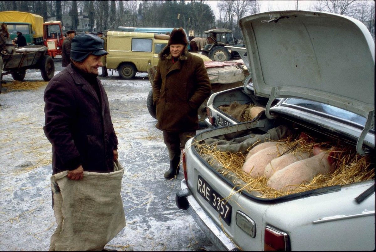 Żywe świnki na sprzedaż, targ w Grójcu, stan wojenny, luty 1982 © Chris Niedenthal