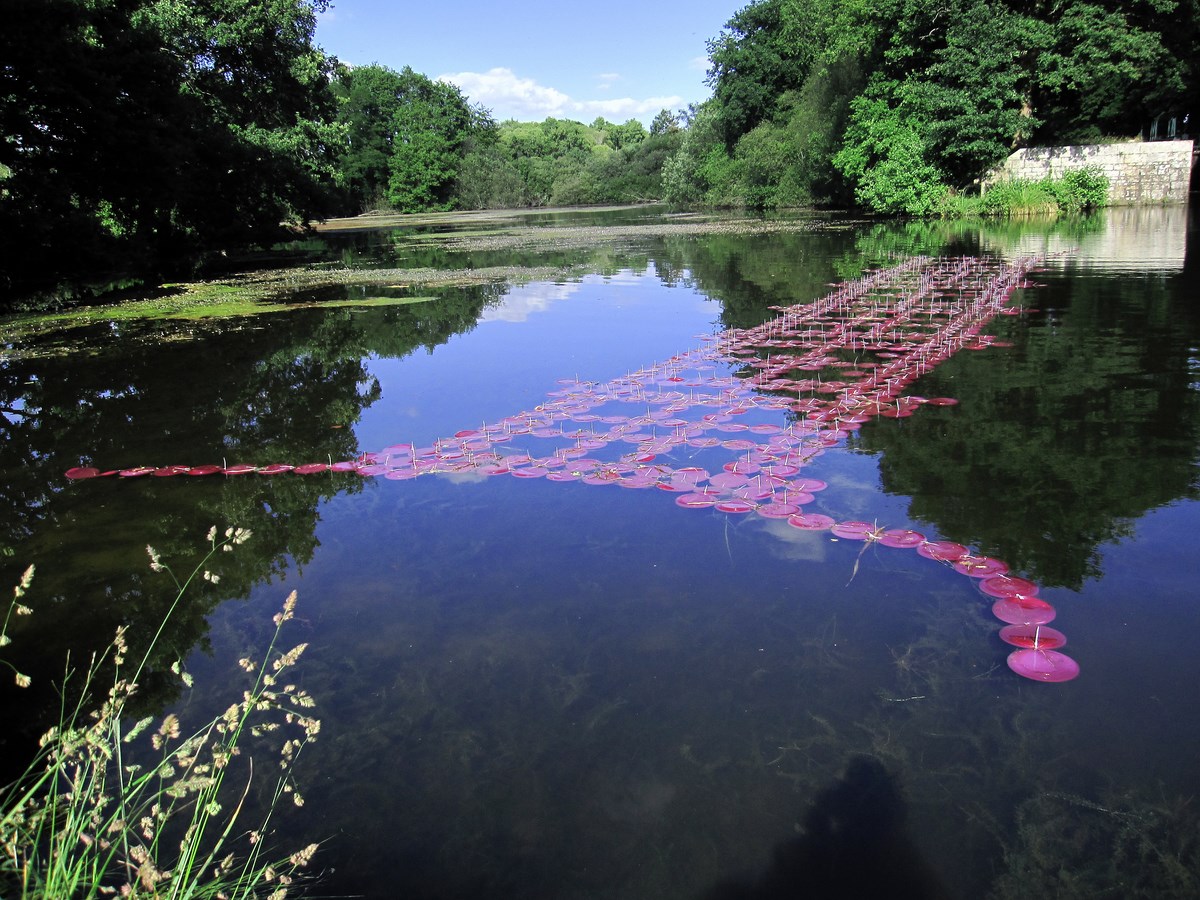 Shigeko Hirakawa, „Phytoplanton” (źródło: materiały prasowe organizatora)