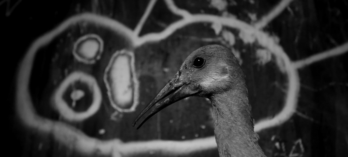 Roger Ballen, „Asylum of the birds”, kadr wideo (źródło: materiały prasowe organizatora)
