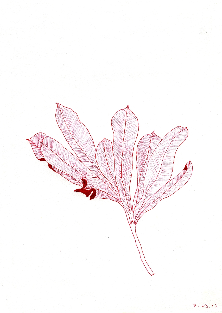 Basia Sokołowska, „Z Banksia”, serii „Krwiste rośliny”, 2013 (źródło: materiały prasowe organizatora)
