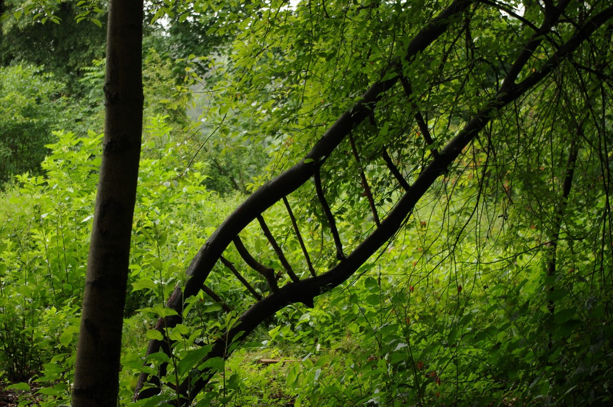 Agnieszka Sobczak, „Labirynt”, 3. Landart Festiwal (źródło: materiały prasowe organizatora)