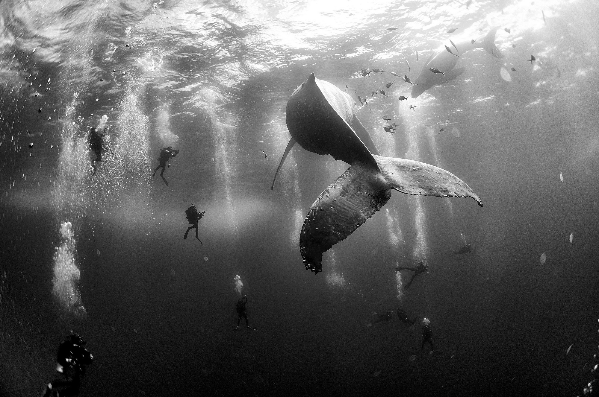 Anuar Patjane Floriuk, Mexico | „Whale Whisperers” (źródło: materiały prasowe)