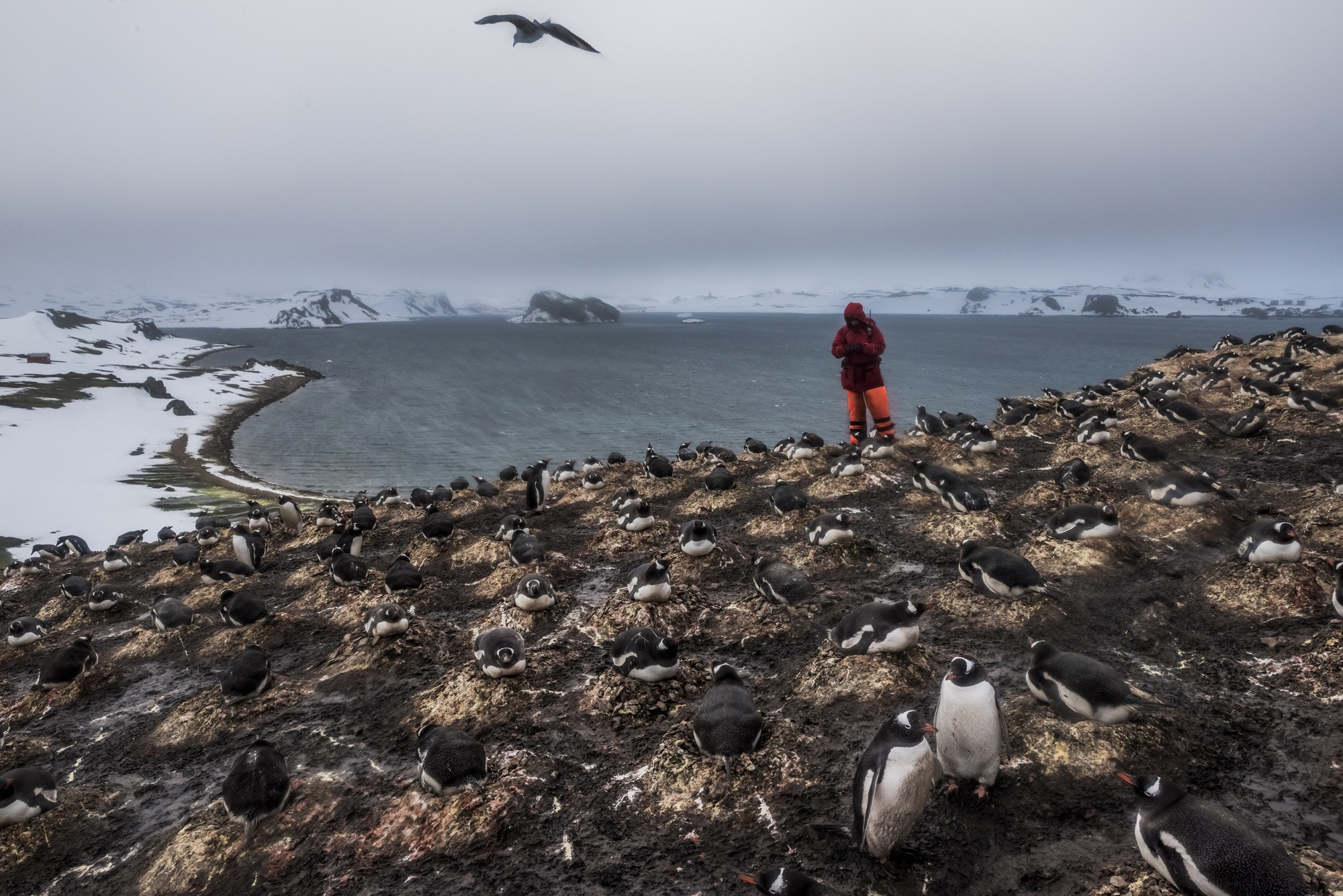 Daniel Berehulak, Australia, for The New York Times | „An Antarctic Advantage” (źródło: materiały prasowe)