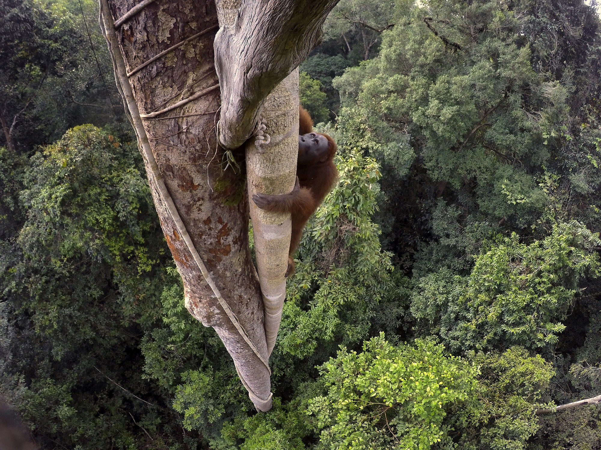 Tim Laman, USA, for National Geographic | „Tough Times for Orangutans” (źródło: materiały prasowe)