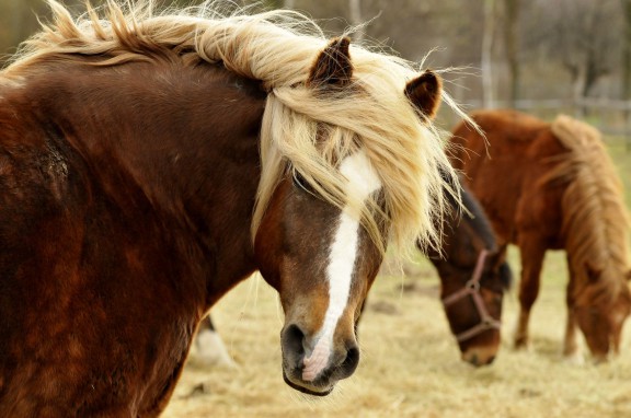 „Konie”, Schronisko Fundacji „Pegasus”, pocz. XXI w.; fotografia barwna, fot. Piotr Dzięciołowski (źródło: materiały prasowe)