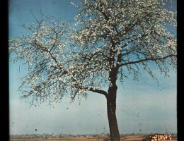 N.N., „Kwitnące drzewo”, z kolekcji AN (źródło: materiały prasowe organizatora)