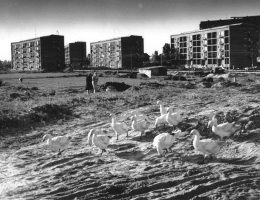 Osiedle Ugorek w budowie, lata 60. XX w., fot. Henryk Hermanowicz (źródło: materiały prasowe organizatora)