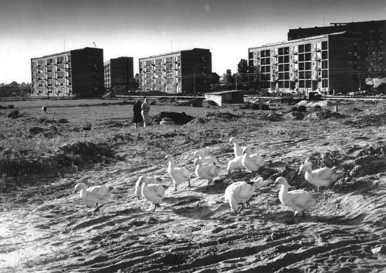 Osiedle Ugorek w budowie, lata 60. XX w., fot. Henryk Hermanowicz (źródło: materiały prasowe organizatora)