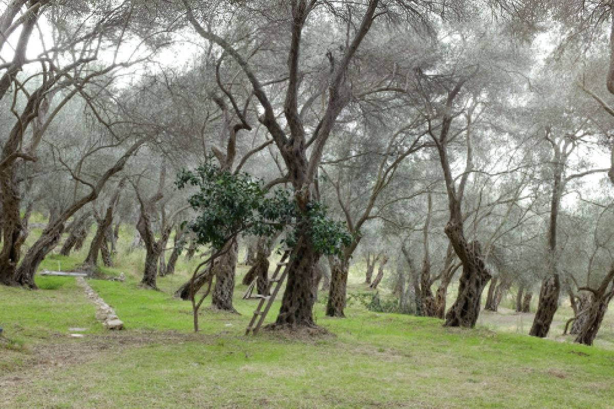 Michał Korta, cykl „Balkan Playground” (Stary gaj oliwny, Valdanos, Czarnogóra), 2014 (źródło: materiały prasowe organizatora)