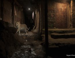 „Big Cat in My Backyard”, World Press Photo 2017 (źródło: materiały prasowe organizatora)