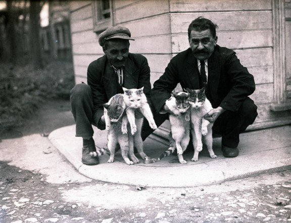 Stambulskie koty. Fotografia, początek lat 30. XX w., autor nieznany, Kolekcja fotografii Suna ve İnan Kıraç Vakfı (źródło: materiały prasowe organizatora)