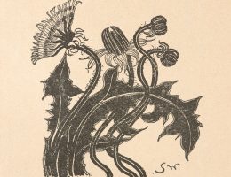 Stanisław Wyspiański, Mniszek pospolity: trzy pąki i kwiat. Życie. tygodnik illustrowany, literacko-artystyczny, Rok 2, 1898, nr 49