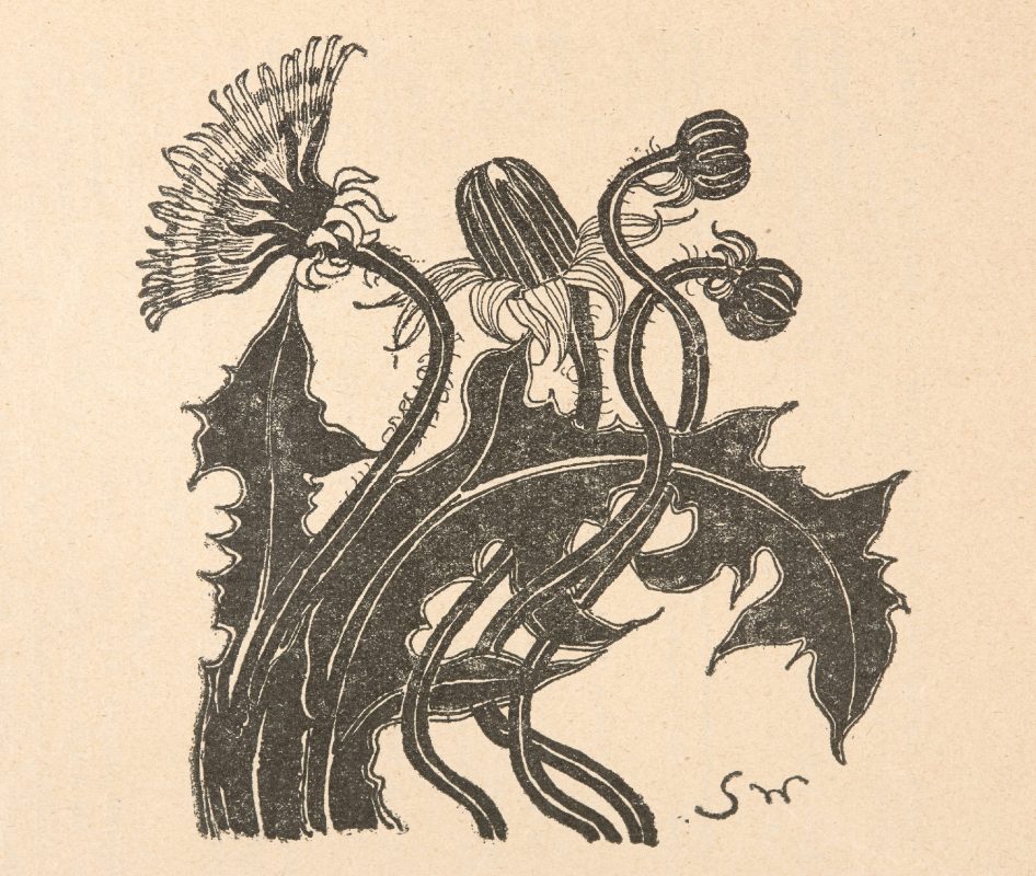 Stanisław Wyspiański, Mniszek pospolity: trzy pąki i kwiat. Życie. tygodnik illustrowany, literacko-artystyczny, Rok 2, 1898, nr 49